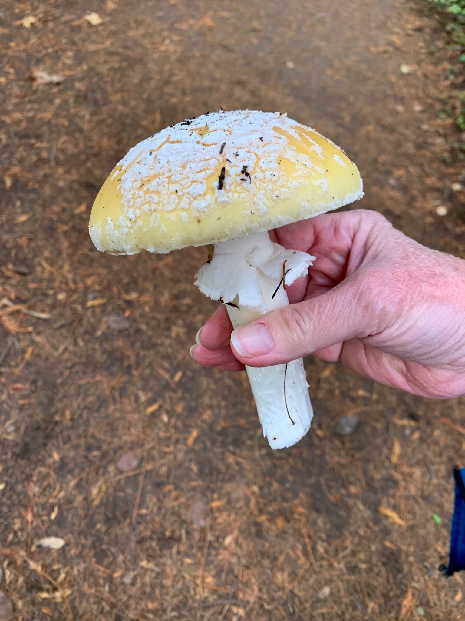 🌈🍄 👀 #shrooms #nature 