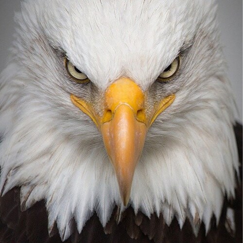 #1stA, #2ndA, #DARKMAGA #ULTRAMAGA, #KAG, #TrumpWon #Trump2024