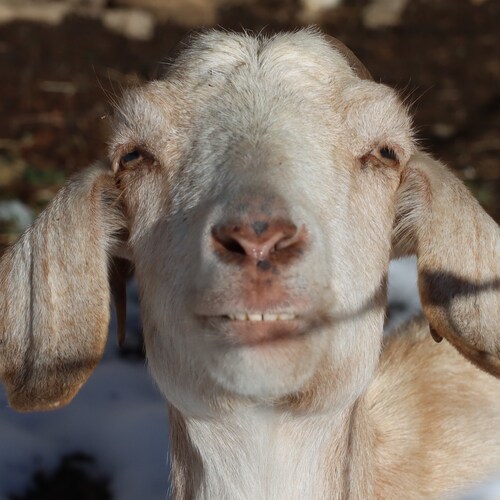 *Constitutional Conservative*  Homesteader, beekeeper, beginner photographer, & farmer