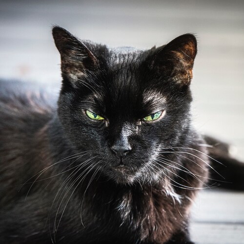 Husband, Father, Creative