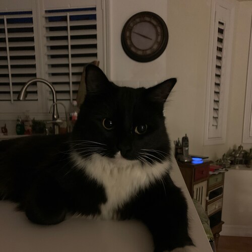 Happily married. miss our president trump.. LOVE THIS COUNTRY 🇺🇸🇺🇸 NO DEMS !!!!