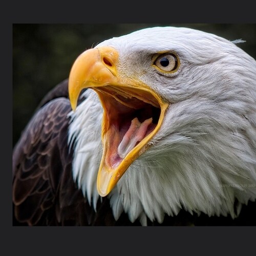 Mr&Mrs. Vietnam Vet, Patriots,  CHRISTians, pro- life.