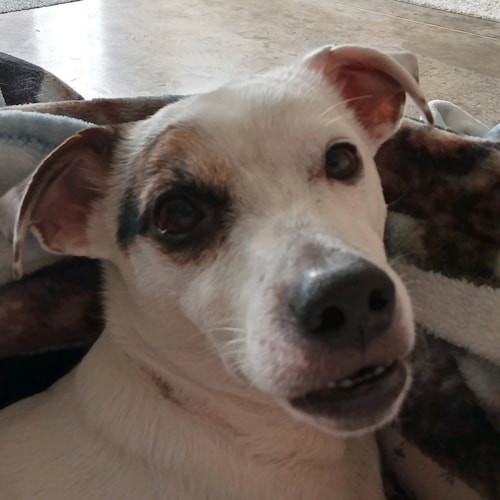 Christian, doglover, Trump supporter. Trump Won will shout it from the roof tops.