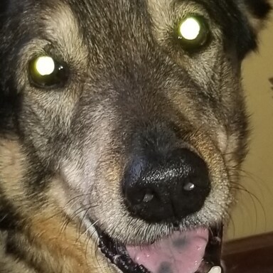 SheepDog2112