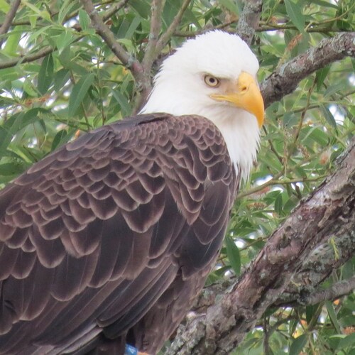 Eagle pic 6/20 Oneida Lake

1A, 2A NRA member. Retired wife of a US Army vet, mom & grandma❤Trump supporter🇺🇲 WWG1WGA