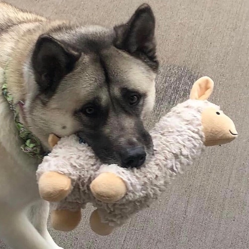 constitutional conservative DemonRats cheated - Trump won!