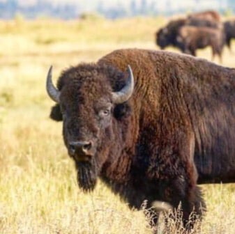 Nancy Hood. Human Rights activist, author, researcher, mom, Patriot.