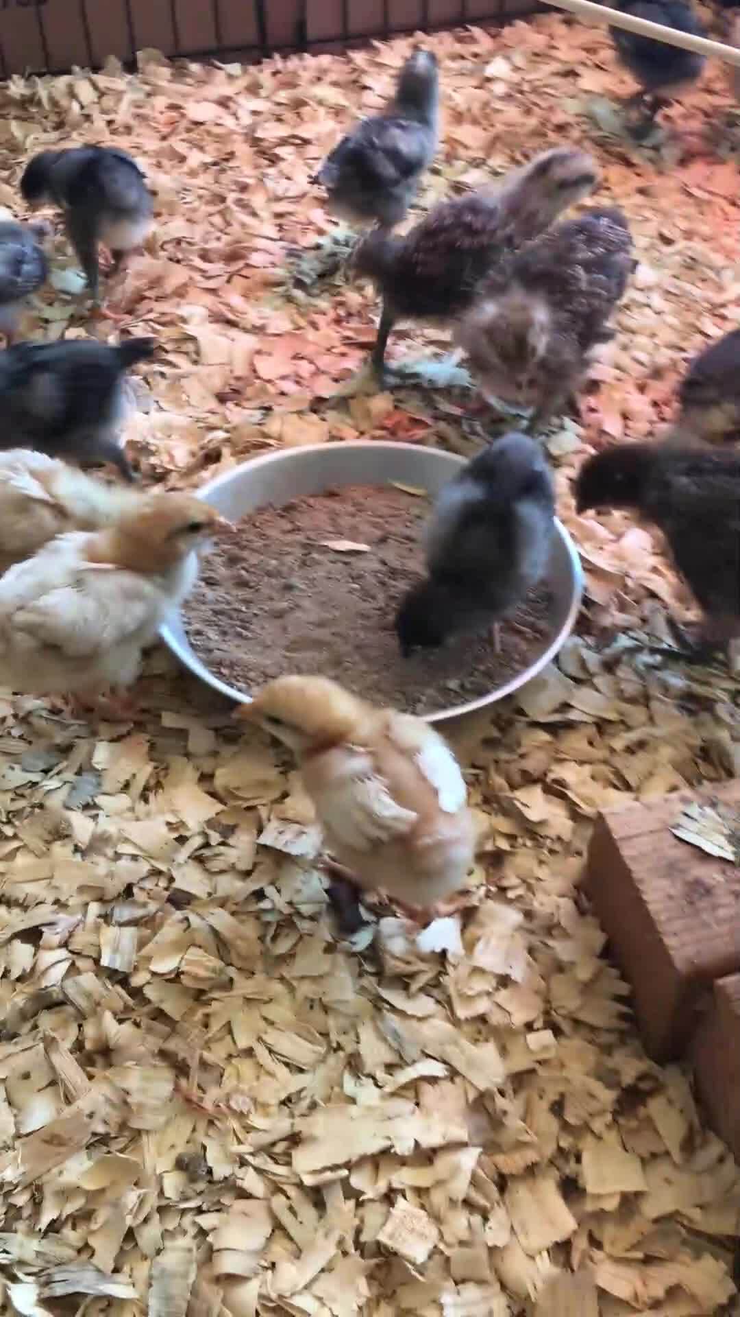 Ok had to post these cute little boogers!  Just added a little sand and they sure know what to do wi...