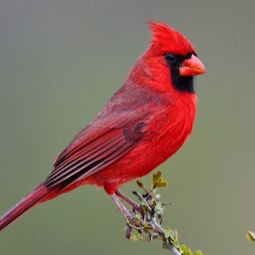 I'm a Yankee Doodle Dandi, Yankee Doodle DO or DIE, WWG1WGA, Back the BLUE, Thin Blue Line