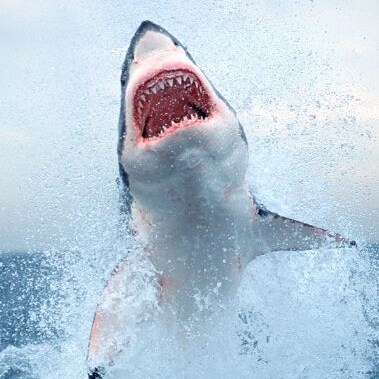 🇺🇸God Bless Texas