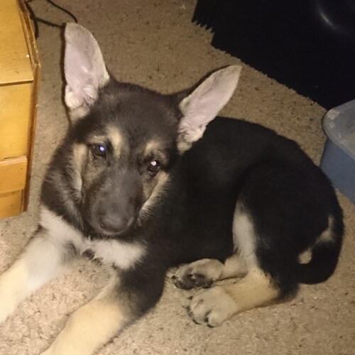 Young earth creationist.  I support all patriots and true Christians, Taiwan, and the people of China.  The CCP must be ...