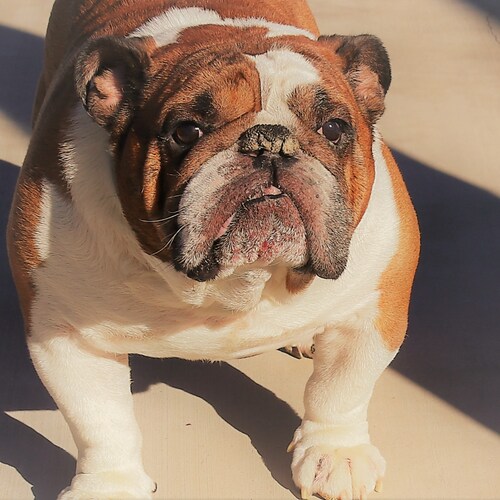 Owner, DOZERDOG PRODUCTIONS