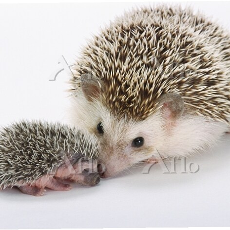 【引用】The Vigilant Fox 🦊
@VigilantFox

（抄訳）イーロンのTwitter取引は、言論を独占しようとするオリガルヒをパニック状態に陥らせる。

2022年4月15日