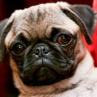 Here to see truth .MEGA pure blood