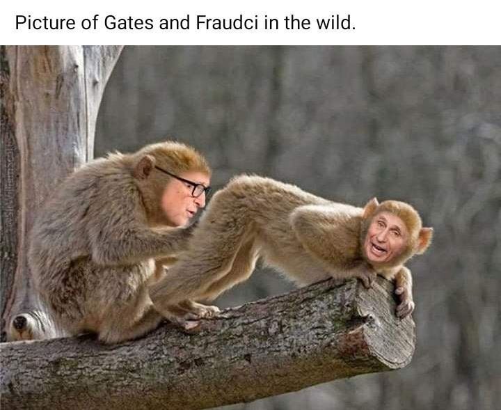 #billgates #fauci #monkeypox 🤣🐒