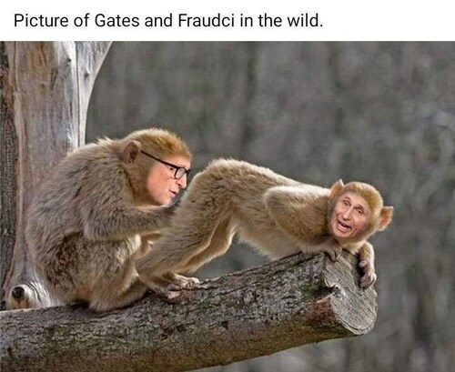 #billgates #fauci #monkeypox 🤣🐒