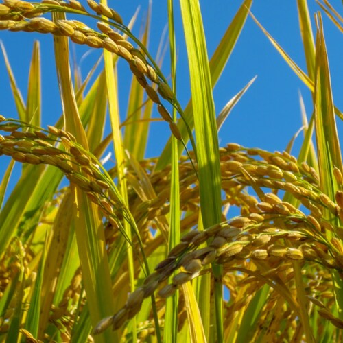 よろしくお願いいたします&lt;(_ _)&gt;