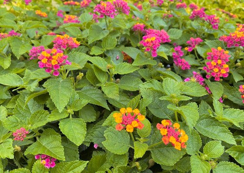 Happy Sunday! #sundayvibes 🌺  