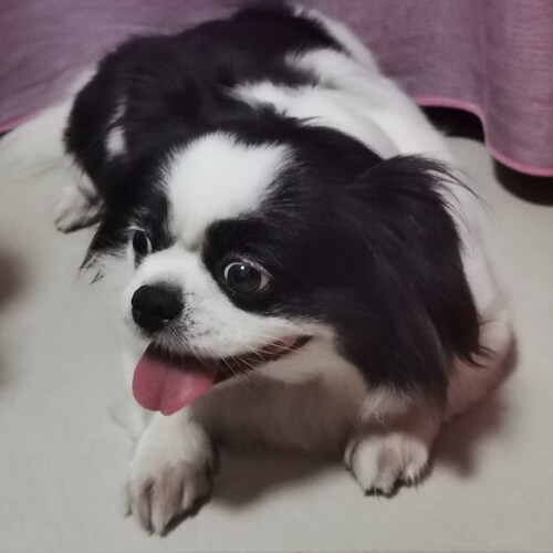 东京樱花团😊卷毛哥