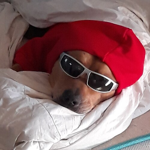 Visit DattMofo's profile on GETTR. View their posts, photos, videos, and connect with them on the social platform.