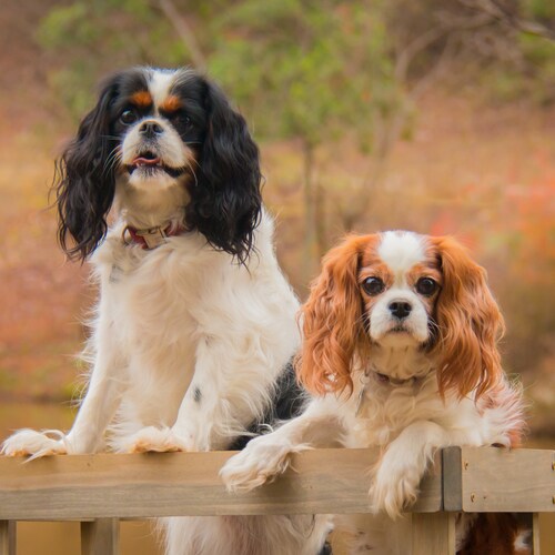 retired RN , gardener, King Charles Cavalier lover, conservative 100%