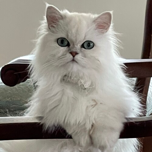 Patriot-Love My Freedom and Country!