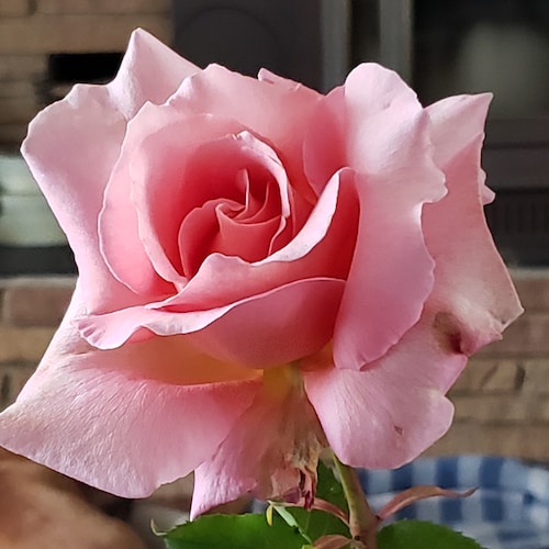 Prov 3:5-6 Trust in the Lord with all your heart and lean not on your own understanding; in all your ways submit to him,...