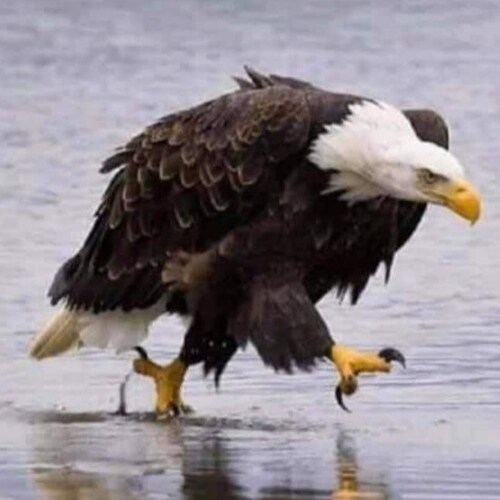 Patriot couple that is fed up with the current employees in the white house!
 TRUMP 2024!!!