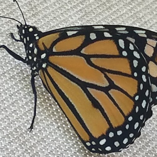 Visit MissOpossum🍊's profile on GETTR. View their posts, photos, videos, and connect with them on the social platform.