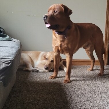 We are interested in bringing great family dogs to our community, while making sure the standard is kept.