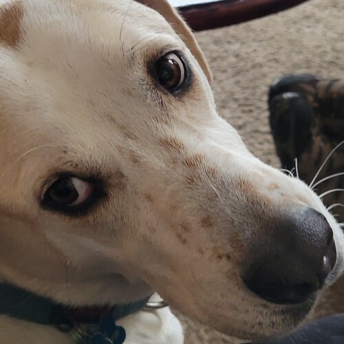 customer service rep