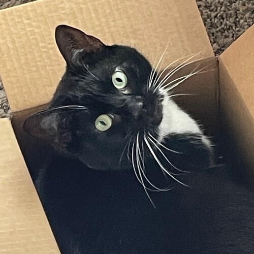 Mom of 4 Boys, Army Veteran, 1&2nd Amendment Supporter,  Military Trauma PTSD Survivor, Speaker of Truth, Treat People A...