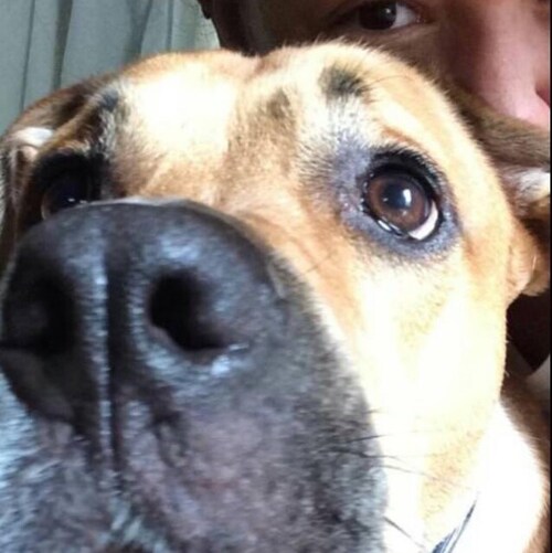 America first 🇺🇸 female who thinks her dogs are smarter than  “81 million” Americans.