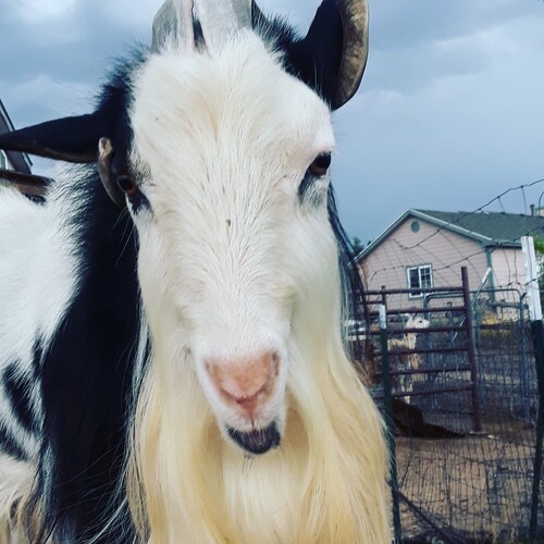 Jewish goat that identifies by two different persuasions; conservative and patriot. Sometimes  goes by Billy. Hobbies-mayhem and purveyor of truth