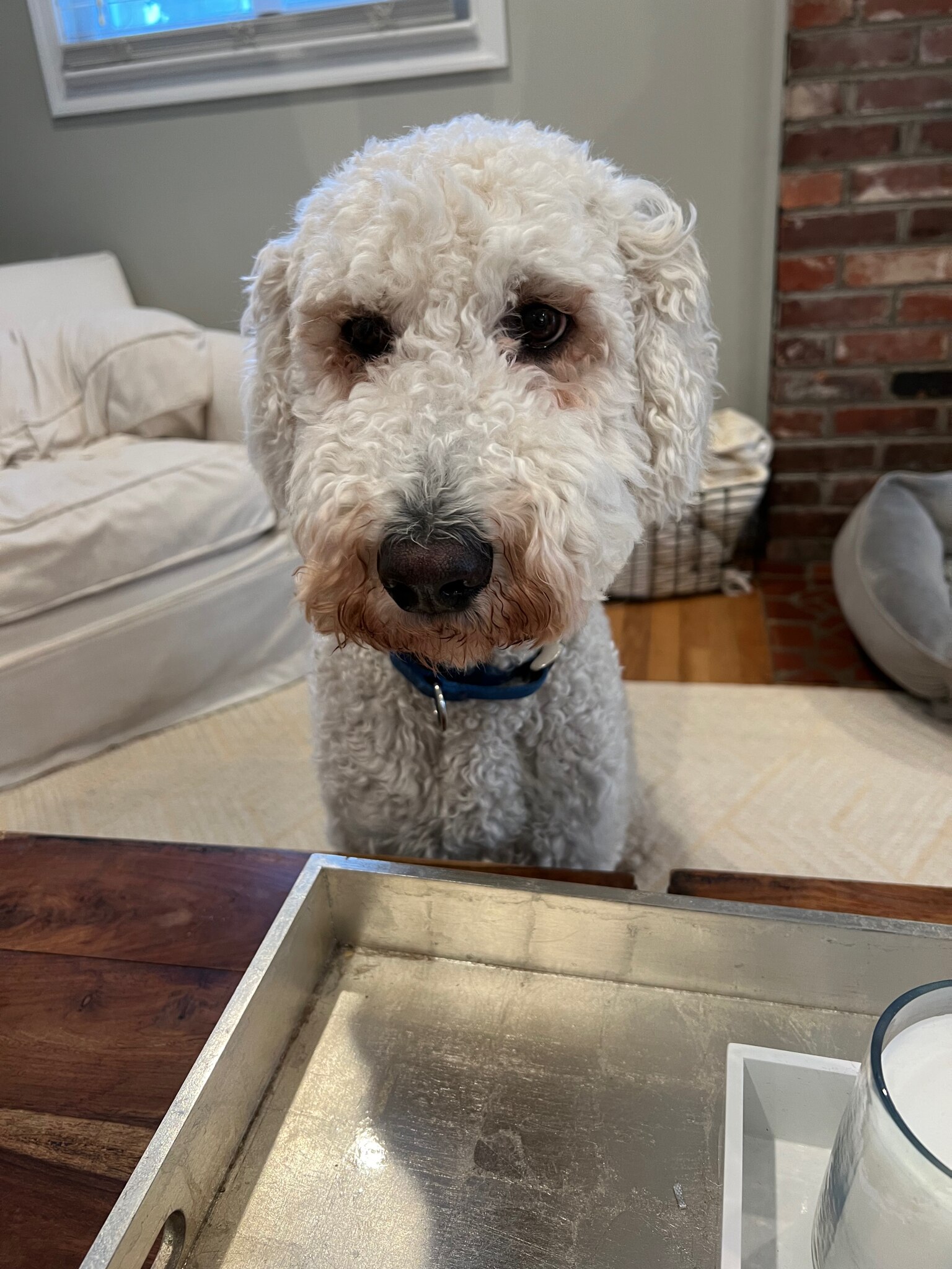 Arlo the Guard Dog, beggin’ for a piece of my bagel! 

