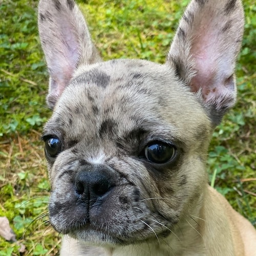 20+ yr. Master Carpenter, PC Gaming Comm. Admin, Streamer,  IT techie, Rugged conservative constitutionalist