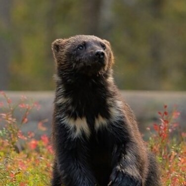 Christian, Texan, Conservative,  Retired Navy Chief