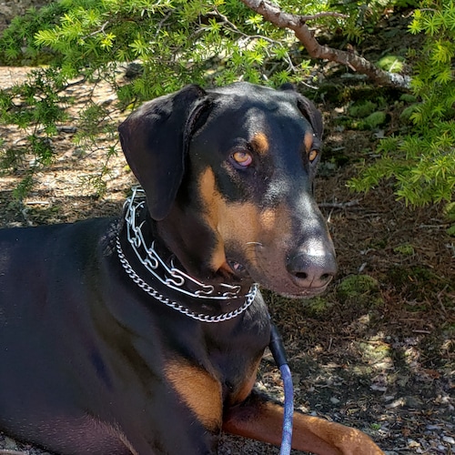 Visit 4Liberty🍊🍊's profile on GETTR. View their posts, photos, videos, and connect with them on the social platform.