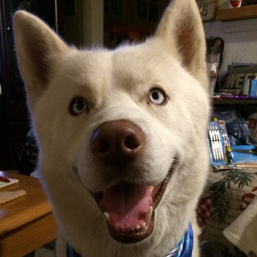 patriot and warrior for America and I’ll follow you back unless you’re a demonrat