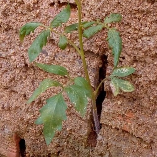 Visit JCarlosLima's profile on GETTR. View their posts, photos, videos, and connect with them on the social platform.