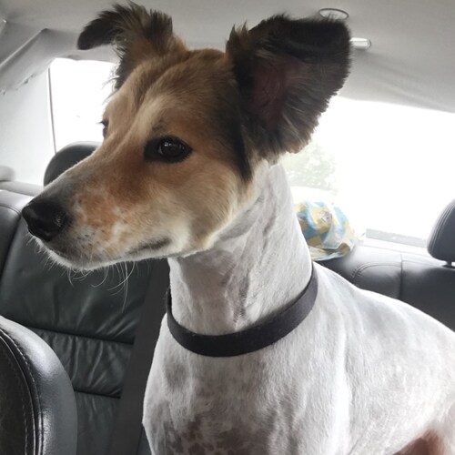 God fearing, Country loving, Aminal lover, Educated and Informed, Patriotic American!