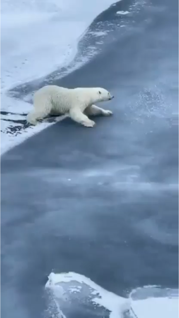Polar bears spread their arms and legs while crossing thin ice, to avoid breaking the ice.