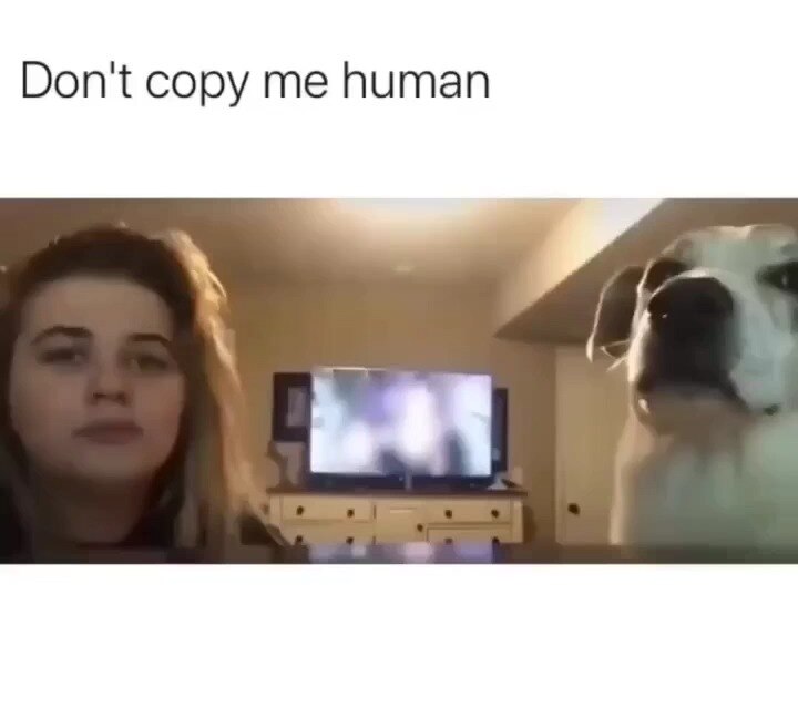 View ☦️🦁⚔ 🆃🆁🅴🅱 ⚔🩸's post on GETTR. Join the discussion, share your thoughts, and connect with the community.