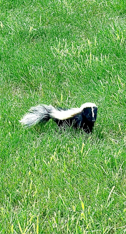 A member of the family of skunks who live at the property of St. Gertrude the Great Church in West Chester, Ohio. Visit our website http://www.sgg.org/