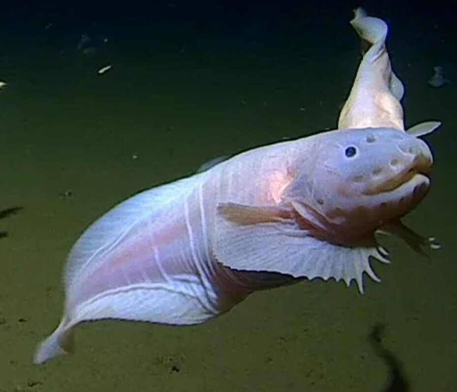 A three billion dollar nuclear submarine would be crushed like a pancake at 2,400' deep.  The Titani...