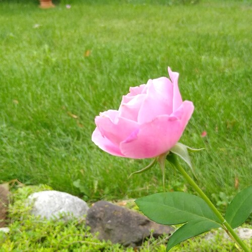 Visit thegardener's profile on GETTR. View their posts, photos, videos, and connect with them on the social platform.