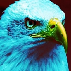 🇦🇷🇺🇲🇧🇷🇦🇷  
"Seamos libres, lo demás se arregla!" -
#NCSWIC
#WWG1WGA