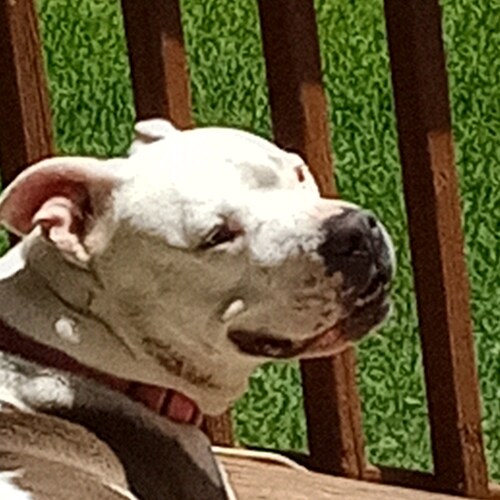 Visit JerryDavis/DogHead2U's profile on GETTR. View their posts, photos, videos, and connect with them on the social platform.