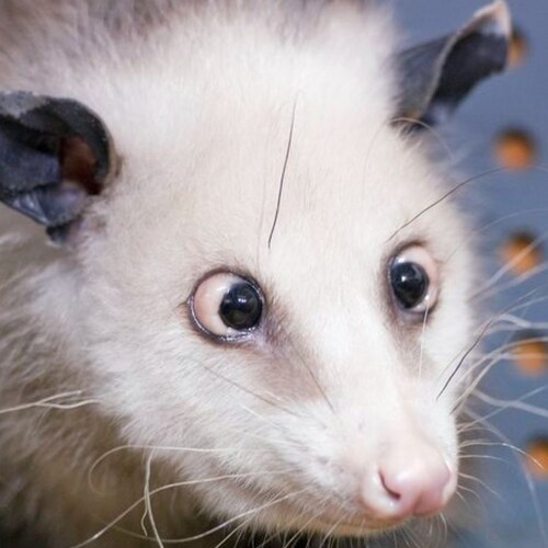 Dieselist, Ampelallergie, Hobbys: Baerbocken und Scholzen beim Habücken