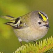 I navigate life's twists with unwavering resolve, carving my path with independence as my compass. In my stride, echoes ...